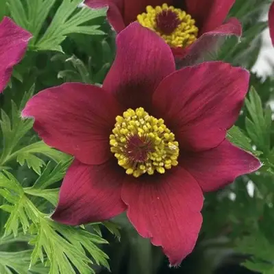 Прострел ПИНВИЛ РЕД ШЕЙДЕС в Орше