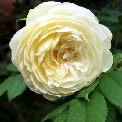 Роза КЛЭР ОСТИН английская в Орше