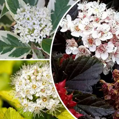 Комплект ЯРКАЯ ВСПЫШКА в Орше