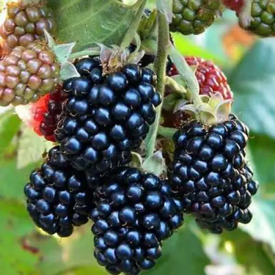 Ежевика ДЖАМБО бесшипная  в Орше