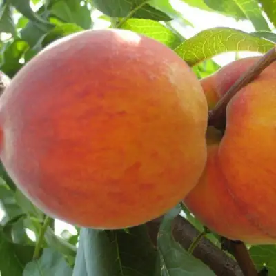Персик СОЧНЫЙ в Орше