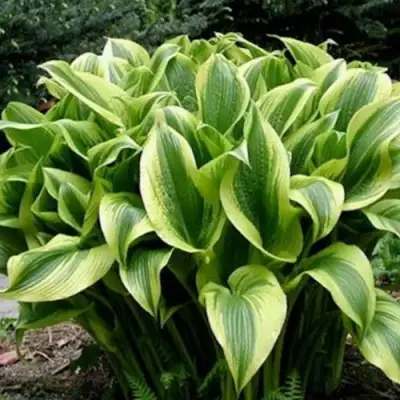 Хоста АУРЕОМАРГИНАТА в Орше