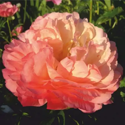 Пион КОРАЛ СУПРИМ травянистый в Орше