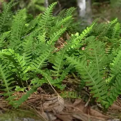 Многоножка обыкновенная в Орше