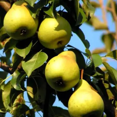 Груша НЕЖНОСТЬ колонновидная	 в Орше