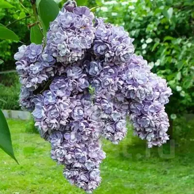 Сирень АМИ ШОТТ в Орше