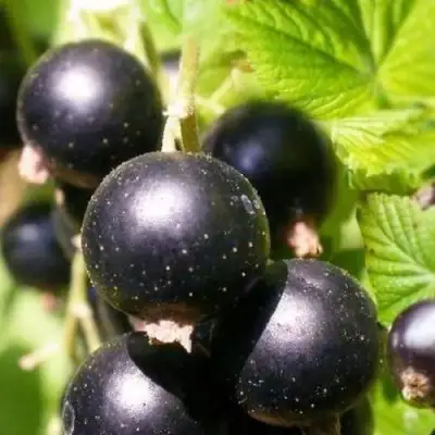 Смородина черная ЧЕРНООКАЯ в Орше