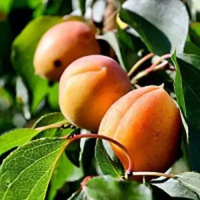 Абрикос БАЙ в Орше