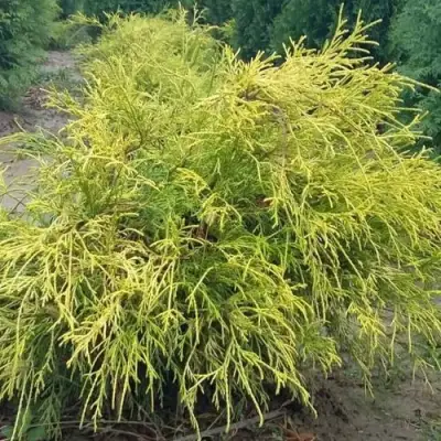 Кипарисовик ФИЛИФЕРА АУРЕА горохоплодный в Орше