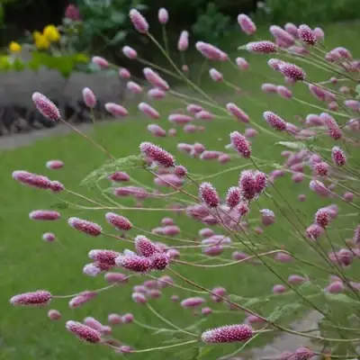 Кровохлебка РОК ЭНД РОЛЛ в Орше