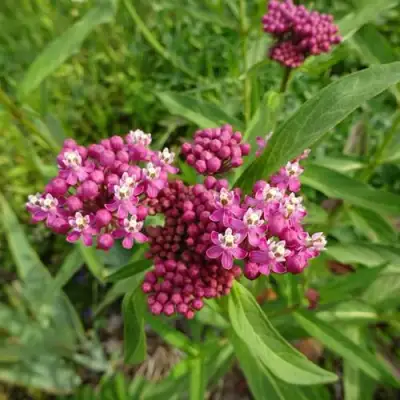 Ваточник МЯСО-КРАСНЫЙ в Орше