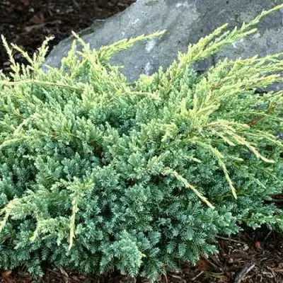 Можжевельник ХОЛГЕР чешуйчатый в Орше