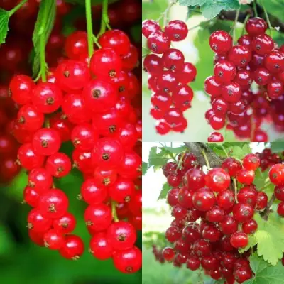 Комплект КРАСНЫЙ УРОЖАЙ в Орше