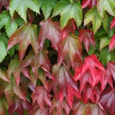 Девичий виноград тройчатый ВИЧИ в Орше