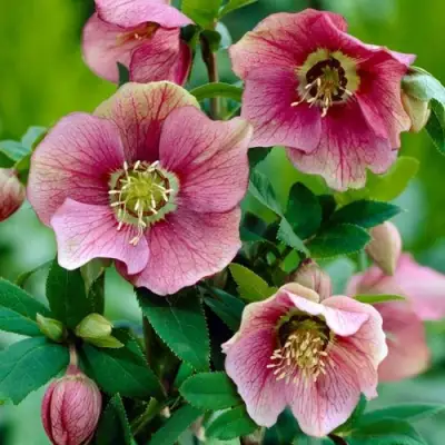 Морозник ВОСТОЧНЫЙ в Орше