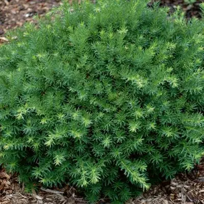 Тис ХИКСИ средний в Орше