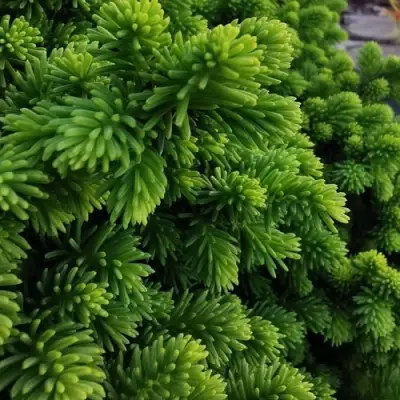 Ель ЛИТЛ ДЖЕМ обыкновенная в Орше