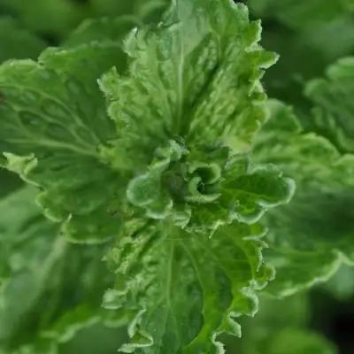 Мята КРИСПА в Орше