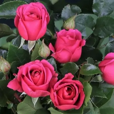 Роза ЛАВ ЛЕТТЕР флорибунда в Орше