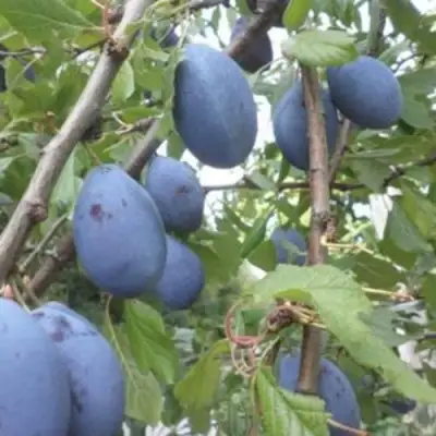 Слива ГИЛЬБЕРТ в Орше