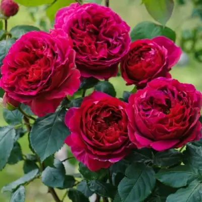 Роза КЕЙТ английская в Орше