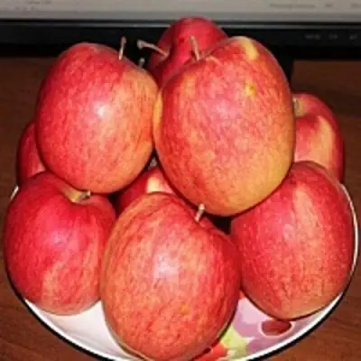 Яблоня ЛИГОЛ в Орше