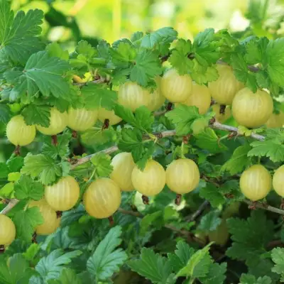 Крыжовник БЕРИЛЛ в Орше