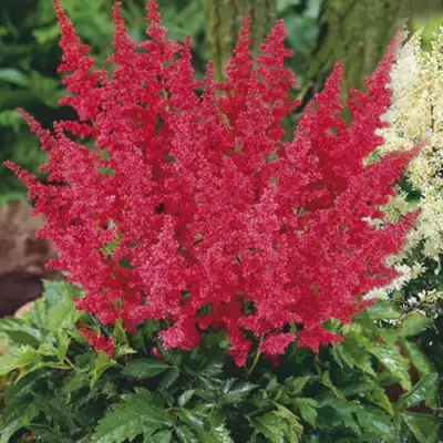 Астильба МОНТГОМЕРИ японская в Орше