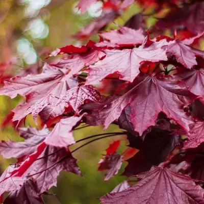 Клен РОЯЛ РЕД остролистный в Орше