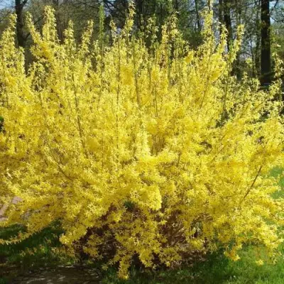 Форзиция ФОРЧУНА в Орше