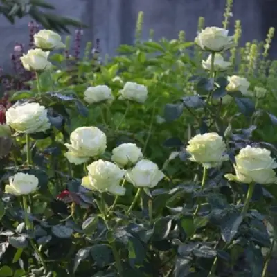 Роза ВАКАНА японская в Орше