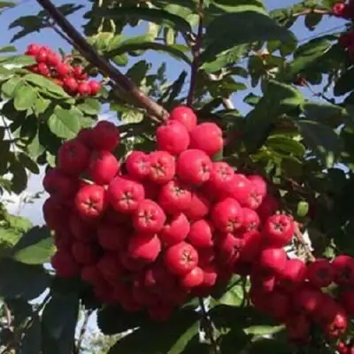 Рябина МОРАВСКАЯ сладкоплодная в Орше