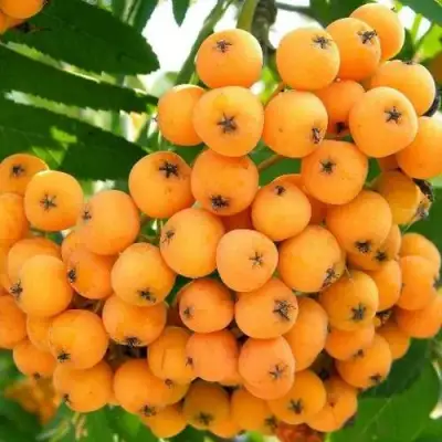 Рябина НЕВЕЖИНСКАЯ ЖЕЛТАЯ сладкоплодная в Орше