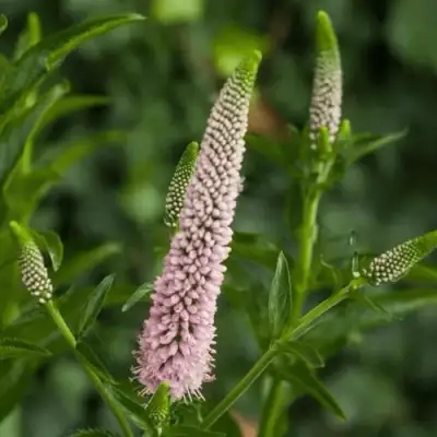 Вероника ФЕСТ ЧОЙС длиннолистная в Орше