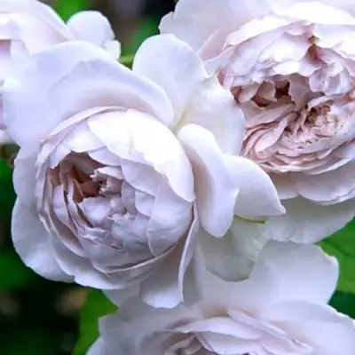 Роза ГРИЗЕЛИС шраб в Орше