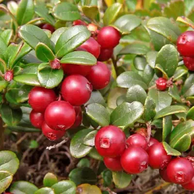 Брусника садовая АМЕРЛАНД в Орше