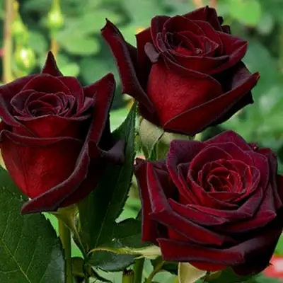 Роза ЧЕРНАЯ МАГИЯ чайно-гибридная в Орше