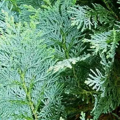 Кипарисовик КОЛУМНАРИС лавсона в Орше