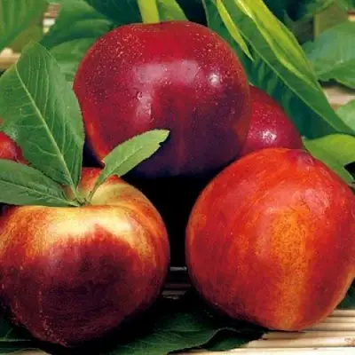 Нектарин СТАРК РЕД ГОЛД в Орше