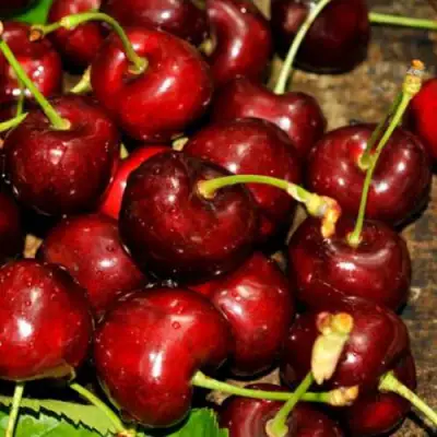 Черешня САММИТ в Орше