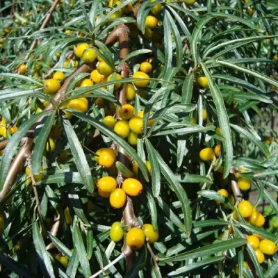 Облепиха ЖЕЛТОПЛОДНАЯ в Орше