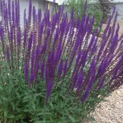 Шалфей КАРАДОНА в Орше