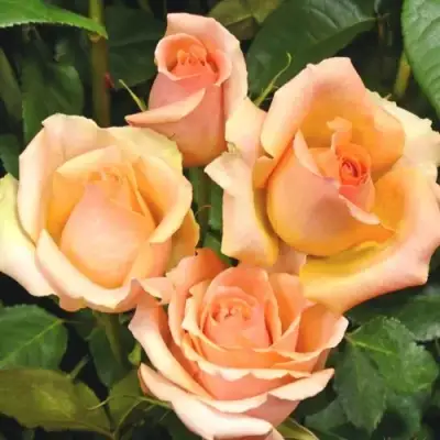 Роза ВЕРСИЛИЯ чайно-гибридная в Орше