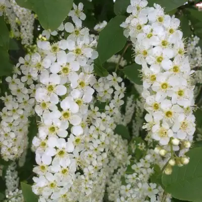 Черемуха САМОПЛОДНАЯ в Орше