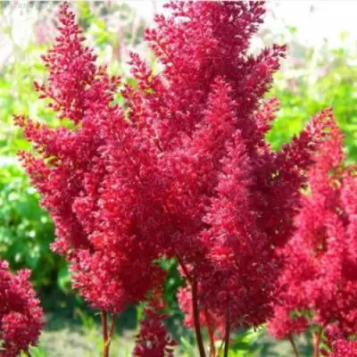 Астильба СКАЙСКРЕЙПЕР китайская в Орше