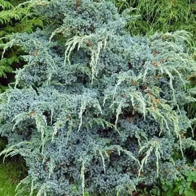 Можжевельник БЛЮ АЛЬПС китайский  в Орше
