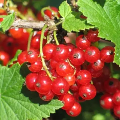 Смородина красная РАЧКОВСКАЯ в Орше