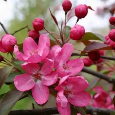 Яблоня РУДОЛЬФ декоративная  в Орше