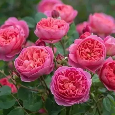 Роза БЕНДЖАМИН БРИТТЕН шраб в Орше