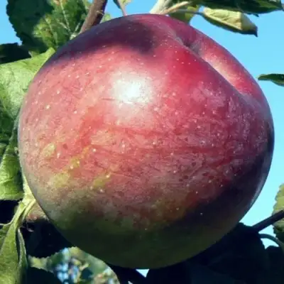 Яблоня АЛЕСЯ в Орше